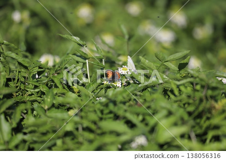 White flowers of watercress (Nasturtium officinale) 138056316