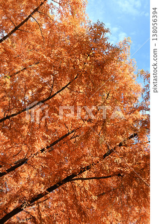 秋天的風景 138056394