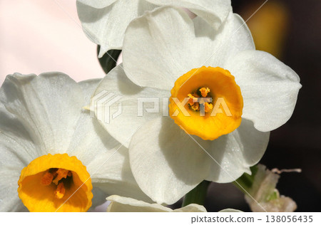 Japanese daffodil Japanese daffodil 138056435