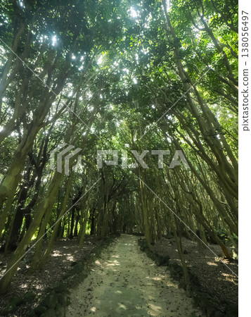 A landscape of camellia groves in Toragasaki, Hagi City 138056497
