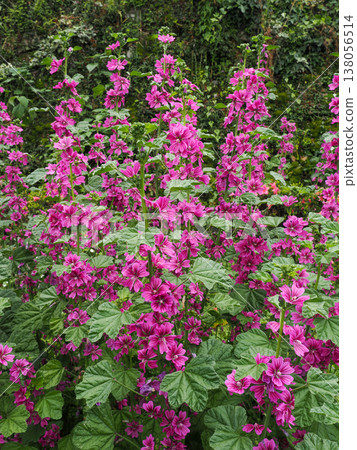 Landscape with mallow 138056514