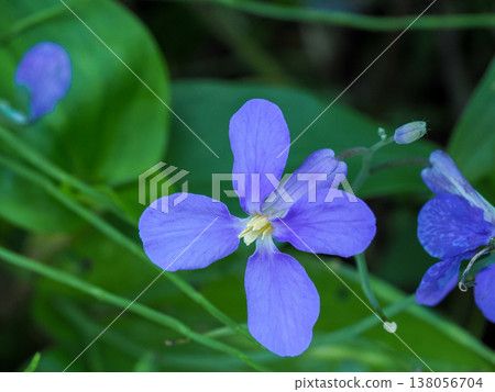 飛行Aracaitoow花 138056704