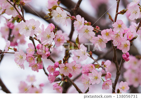 Cherry tree in full bloom Cherry tree in full bloom 138056731