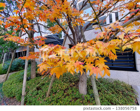 Stunning Japanese maple tree with vibrant yellow and orange leaves in a modern urban garden during autumn. Scenic fall foliage against building architecture. Seasonal landscape in city environment. Stunning Japanese maple tree with vibrant yellow and orange leaves in a modern urban garden during autumn. Scenic fall foliage against building architecture. Seasonal landscape in city environment. 138056758