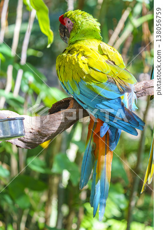 Vibrant Great Green Macaw parrot perched on a tree branch in a lush tropical forest. Close-up view of beautiful feathers including green, blue, and orange. Tropical bird in natural environment. Vibrant Great Green Macaw parrot perched on a tree branch in a lush tropical forest. Close-up view of beautiful feathers including green, blue, and orange. Tropical bird in natural environment. 138056759