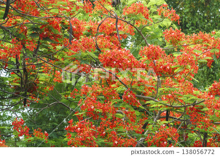 Vibrant red-orange blossoms of a Flamboyant tree, Delonix regia, with green fern-like foliage and long seed pods. A lush, tropical botanical scene ideal for nature and garden backgrounds. Vibrant red-orange blossoms of a Flamboyant tree, Delonix regia, with green fern-like foliage and long seed pods. A lush, tropical botanical scene ideal for nature and garden backgrounds. 138056772