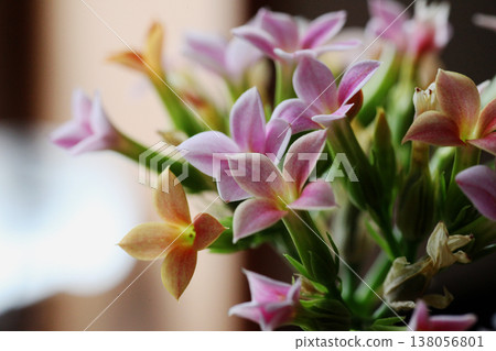 Kalanchoe flowers 138056801