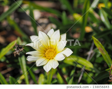 White Gazania flowers 138056843