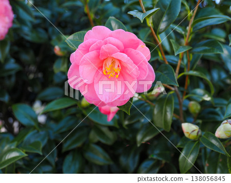 Landscape with pink camellias Landscape with pink camellias 138056845