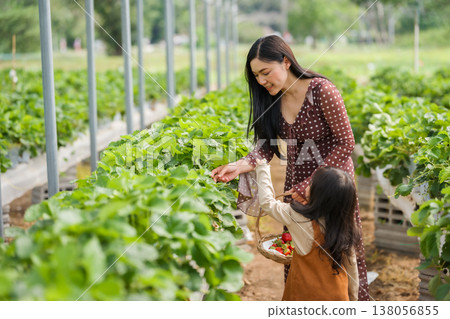 happy woman and preschool child girl picking fresh strawberry together with a wicker basket from the plant in farm 138056855