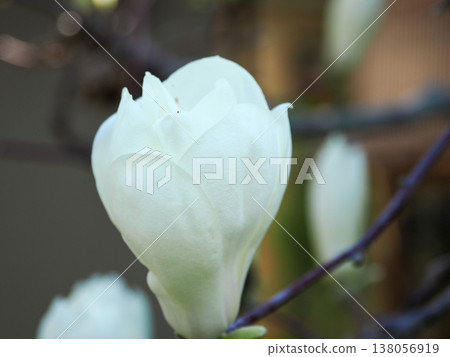 Orchid Shiraku Haku magnolia Chinese origin Orchid Shiraku Haku magnolia Chinese origin 138056919