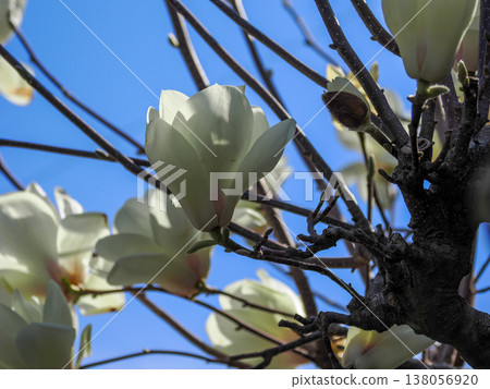 Orchid Shiraku Haku magnolia Chinese origin Orchid Shiraku Haku magnolia Chinese origin 138056920