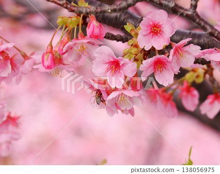Kawazu櫻花的風景 Kawazu櫻花的風景 138056975