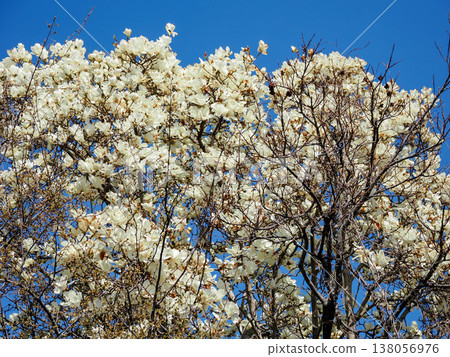 Orchid Shiraku Haku magnolia Chinese origin Orchid Shiraku Haku magnolia Chinese origin 138056976