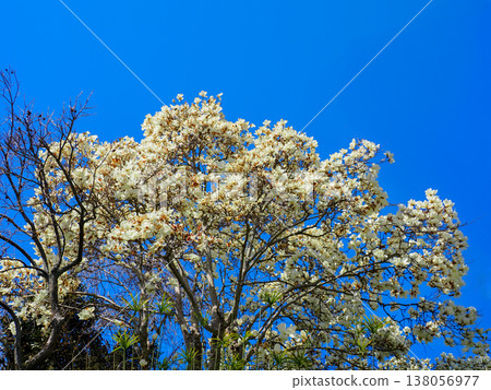 Orchid Shiraku Haku magnolia Chinese origin Orchid Shiraku Haku magnolia Chinese origin 138056977