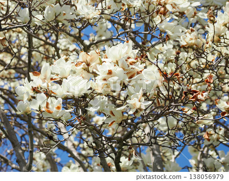 Orchid Shiraku Haku magnolia Chinese origin Orchid Shiraku Haku magnolia Chinese origin 138056979