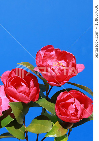 山茶花 138057036