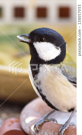 Wild bird tits Wild bird tits 138057055