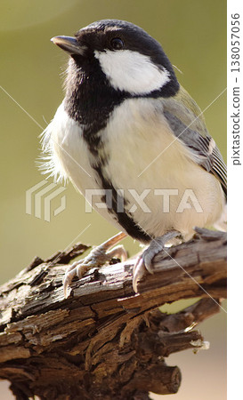 Wild bird tits Wild bird tits 138057056