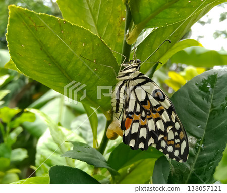 A newly born butterfly (lime butterfly) on a lemon tree 138057121