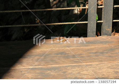 我在岩石觀景點遇到的蝴蝶（岩石觀景點） 138057194