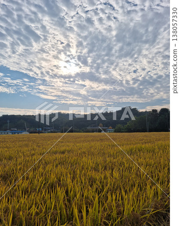 A sky full of flake clouds and a golden field. A sky full of flake clouds and a golden field. 138057330