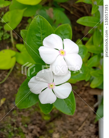 White colour periwinkle in garden White colour periwinkle in garden 138057393