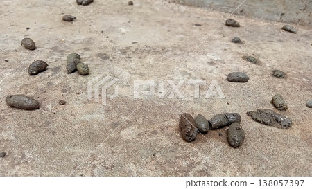 Close-up of numerous small, dark animal droppings scattered across a grey, rough concrete floor. This image represents pest control issues, unsanitary conditions, and the presence of wildlife or roden Close-up of numerous small, dark animal droppings scattered across a grey, rough concrete floor. This image represents pest control issues, unsanitary conditions, and the presence of wildlife or roden 138057397
