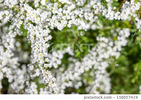 Spiraea flowers small flowers white flowers spring flowers Spiraea flowers small flowers white flowers spring flowers 138057419