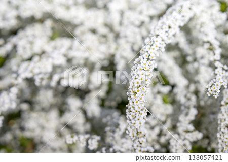 繡線菊 花 小花 白花 春天的花朵 138057421