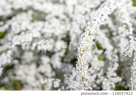 繡線菊 花 小花 白花 春天的花朵 138057422