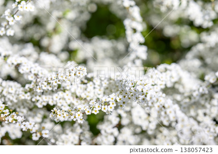 繡線菊 花 小花 白花 春天的花朵 繡線菊 花 小花 白花 春天的花朵 138057423