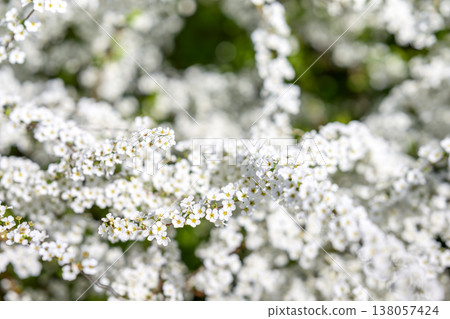 Spiraea flowers small flowers white flowers spring flowers Spiraea flowers small flowers white flowers spring flowers 138057424