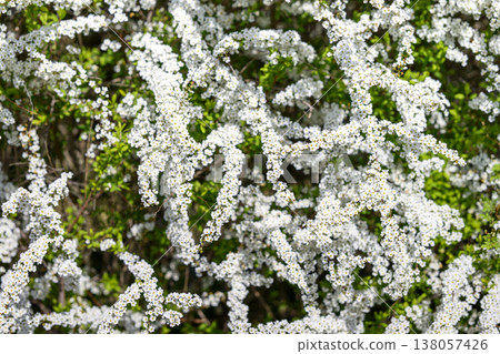 Spiraea flowers small flowers white flowers spring flowers Spiraea flowers small flowers white flowers spring flowers 138057426