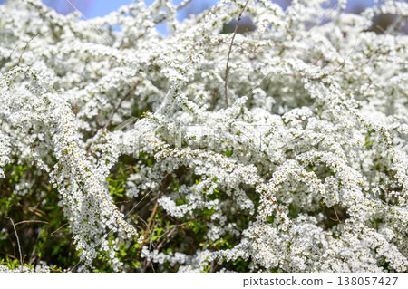 Spiraea flowers small flowers white flowers spring flowers Spiraea flowers small flowers white flowers spring flowers 138057427