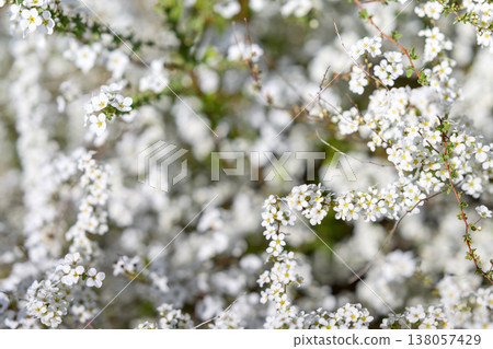 繡線菊 花 小花 白花 春天的花朵 繡線菊 花 小花 白花 春天的花朵 138057429