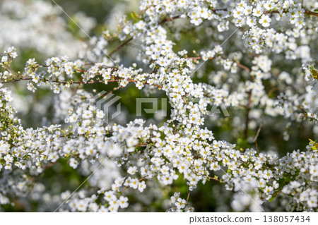 繡線菊 花 小花 白花 春天的花朵 繡線菊 花 小花 白花 春天的花朵 138057434