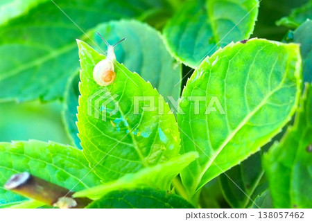 A snail on a hydrangea leaf 138057462