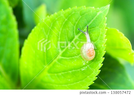 A snail resting on a hydrangea leaf A snail resting on a hydrangea leaf 138057472