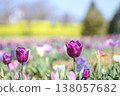 鬱金香，紫色，花田，陽光明媚，三月，材料 138057682