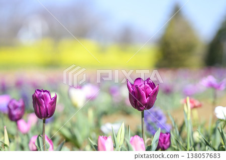 Tulips, purple, flower field, sunny, March, material 138057683
