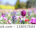 鬱金香，紫色，花田，陽光明媚，三月，材料 138057684