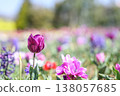 鬱金香，紫色，花田，陽光明媚，三月，材料 138057685