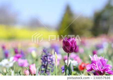 Tulips, purple, flower field, sunny, March, material Tulips, purple, flower field, sunny, March, material 138057686