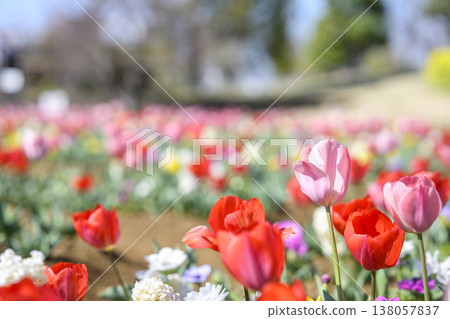 Tulip field, red and pink flowers, spring, March, sunny, material Tulip field, red and pink flowers, spring, March, sunny, material 138057837