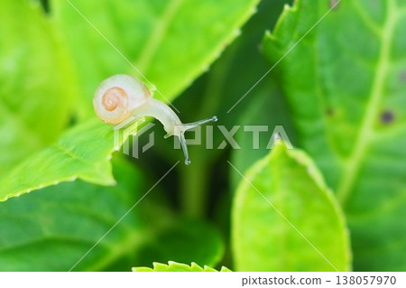 Snails on hydrangea's leaves Snails on hydrangea's leaves 138057970