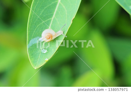 snails snails 138057971
