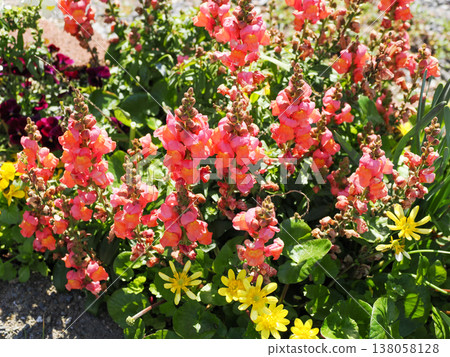 Landscape with snapdragons Landscape with snapdragons 138058128