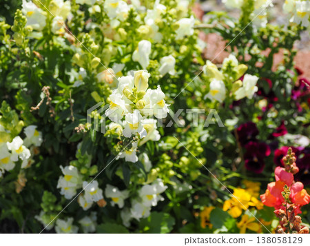 Landscape with snapdragons 138058129