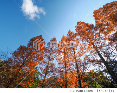 Landscape with rows of metasequoia trees Landscape with rows of metasequoia trees 138058135